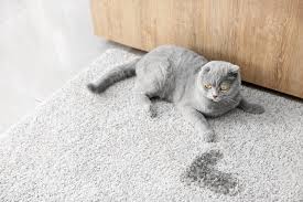 cat from ing on the carpet