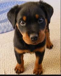 Rottweiler puppies sure are cute, as you already know if you've seen the pictures above. Best Dog Food For Rottweiler Puppies Daily Dog Discoveries