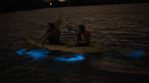 bioluminescent bay puerto rico 3
