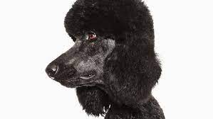 There Is A New Security Vulnerability Named Poodle And It Is Not Cute gambar png