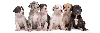 If you are looking to adopt a puppy or buy a dog, but haven't settled on a breed take a look here! Find Great Dane Breeders Near You Complete List By State