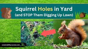 squirrel holes in yard and stop them