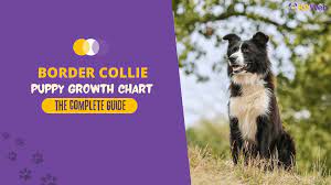 border collie growth and weight chart