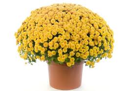 Check spelling or type a new query. Majestic Symbolism And Meaning Of Golden Flower Of Chrysanthemum Gardenerdy
