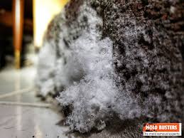 Guide To Mold On Concrete