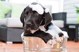 Can you bathe a puppy in baby shampoo : Bathing Your Puppy Step By Step Guide To Helping Pups Tolerate Baths