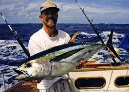 yellowfin tuna fishing found in upper