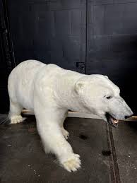 new taxidermy polar bear beast interiors