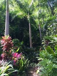 Bruce S Tropical Garden Brisbane