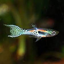 Guppies are livebearers, and so females release live babies about once a month. Endler S Livebearer Tropical Fish For Freshwater Aquariums