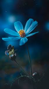 blue flower wallpaper 4k pollination