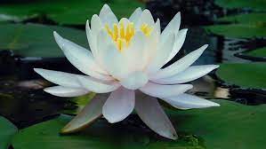 how white water lily benefits the skin