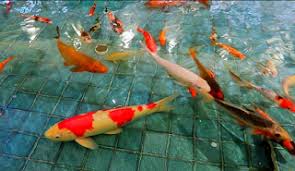 Filter dapat di buat dengan menggabungkan filter biologis, filter kimia dan filter fisik yang dipasang di dalam kolam. Cara Membuat Filter Kolam Ikan Koi Yang Benar Penyuluh