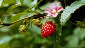 Are there any poisonous berries that look like raspberries?