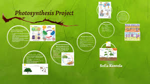 Photosyntheis Project By Sofia Kantola