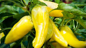 What do you do with an abundance of banana peppers?