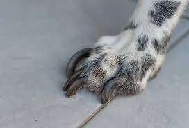 extremely overgrown dog nails