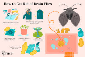 how to identify and get rid of drain flies
