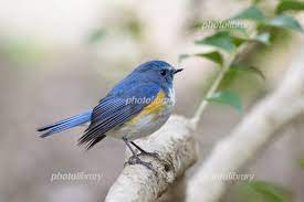 幸せを呼ぶ青い鳥 ルリビタキ 写真素材 [ 6433018 ] - フォトライブラリー photolibrary