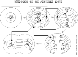 We did not find results for: Animal Cell Mitosis Label Me Printout Enchantedlearning Com