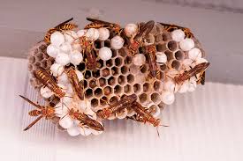 Red Paper Wasp Identification, Habits & Behavior | Active Pest Control