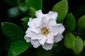 gardenia flower meaning and