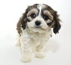 Click to view gleneden cavachons previous puppies in their forever homes & request an application for adoption. Cavachons For Adoption Find Cavachon Puppies For Adoption Today Vip Puppies