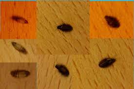 what are the signs of carpet beetles