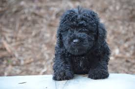 He is going to make a great family pet, he is great with kids and. Black Labradoodles