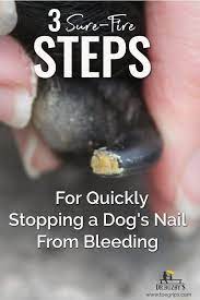 cut your dog s nail too short how to