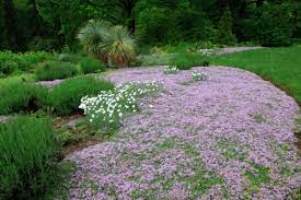 thymus prae purple carpet purple