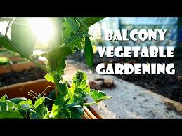 Balcony Vegetable Gardening For