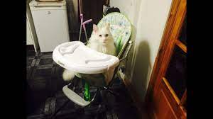 maine cat in a baby high chair