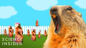 why groundhogs are so hard to get rid