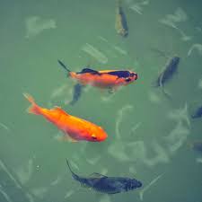 list of small pond fish species best