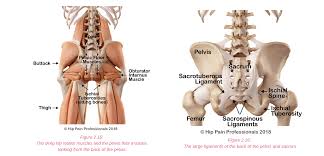 How long did he study for the job? Hip Pain Explained Including Structures Anatomy Of The Hip And Pelvis