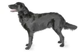 Flat Coated Retriever Dog Breed Information Pictures