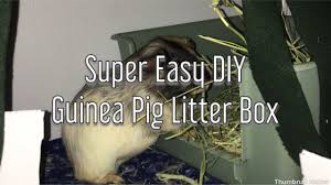 diy guinea pig litter box how to set