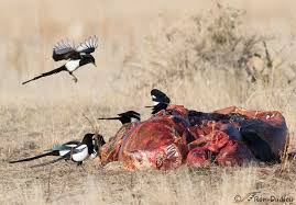 black billed magpies on a bison gut