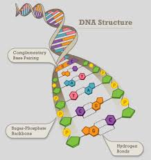 dna nutritional genomics acecgt