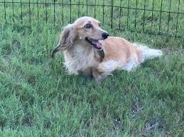 dachshund puppies dams texas country