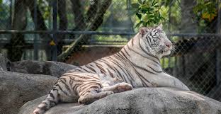 Intercontinental (ihg) hotels à sarasota. Big Cat Habitat In Sarasota Petting Zoo Must Do Visitor Guides