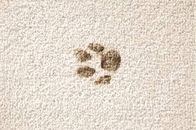 pet mud dirt stains carpet cleaning