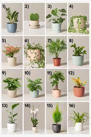 16 Houseplants That Make The Best Gifts