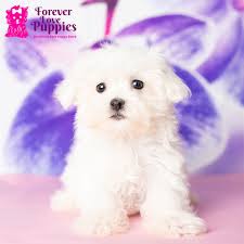 maltese puppies forever love