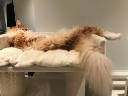 See all maine coon cat breed characteristics below! Need Bigger Cat Tree Mainecoons