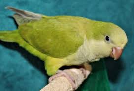 quaker parrots