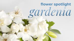 Flower Spotlight Gardenia