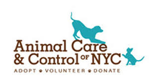 Found kittens and how you can help them! Community Partners In Clifton Nj Foster Animal Hospital