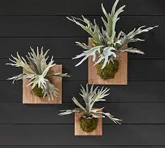 Faux Mounted Staghorn Ferns Pottery Barn